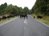 DSCN2247.jpg