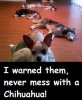 Never mess with a Chihuahua.jpg