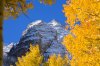 aspen trees3.jpg