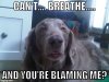 Dog Fart.jpg