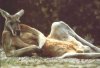 lounging-kangaroo.jpg