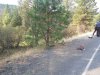 6 Scene, furrow in gravel, damage to tree.JPG
