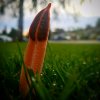 IMG_20171115_074018_665.jpg