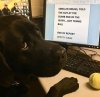 border dog.jpeg