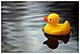 rubber ducky