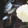 herbieflower