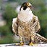 falcon186