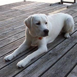 "Charlie" pup