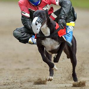 motorcylce_dog