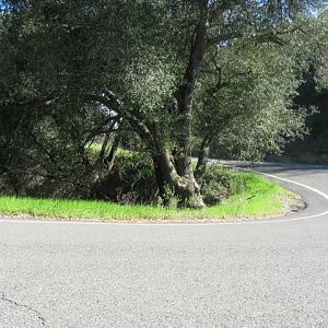 1c_curve_on_229