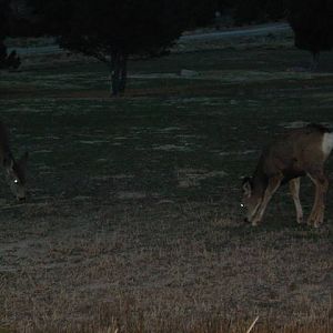Deer in Colo.