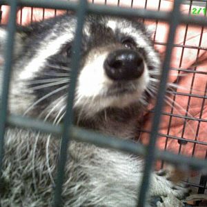 coon482899_ORIG