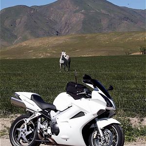 Member Album by White Knight