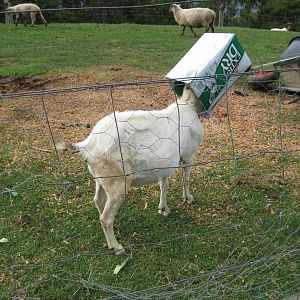 GoatDrinksYouBeer