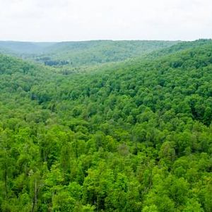 Kinzua at Alleghany National Forest