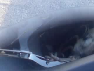 damn bird
