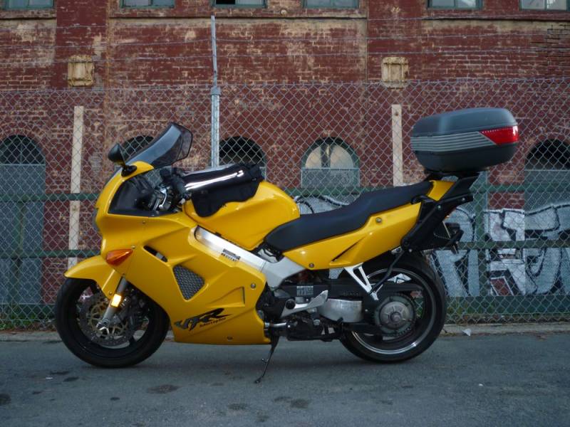Old Yeller in The City
