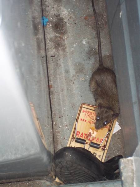 Rat trap