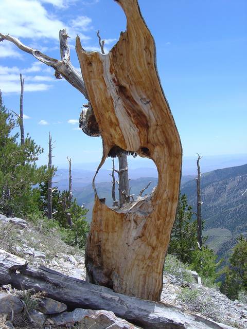 Tree cut in half struck by lightning. Slither of bark left